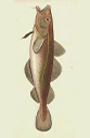 Romain Grancher, Les usages de la mer : droit, travail et ressources dans le monde de la pêche à Dieppe (années 1720-années 1820), université de Rouen Romain Grancher, Les usages de la mer : droit, travail et ressources dans le monde de la pêche à Dieppe (années 1720-années 1820), université de Rouen